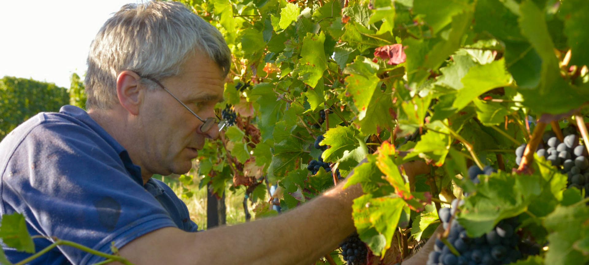 weingut-brecht-20160928-001-1998-2.jpg